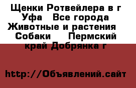 Щенки Ротвейлера в г.Уфа - Все города Животные и растения » Собаки   . Пермский край,Добрянка г.